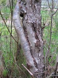 Résultat de recherche d'images pour "tree trunk repair grafts"