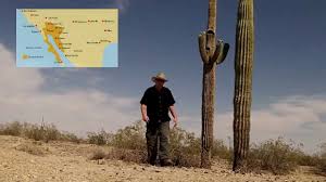 Image result for saguaro cactus