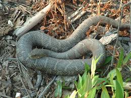 Image result for crayfish chimneys