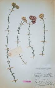 Image result for Helichrysum rhodellum