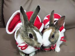 images?q=tbn:ANd9GcQWfDc5cIeZVQfYImnaJPs