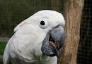 pictures of 2 parrots kissing girlfriend tongue piercings