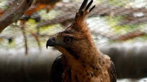 Image result for ELANG JAWA
