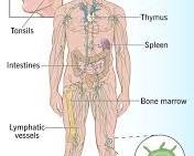Image of Lymph vessels anatomy diagram