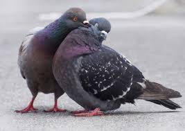 Image result for pigeons