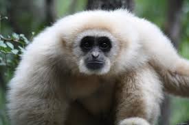 Image result for gibbon