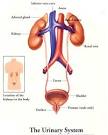 Comprendre et traiter les principales urgences. - Thses - Enva