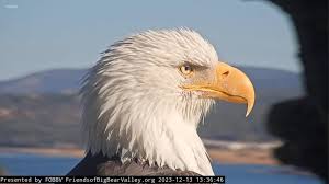 Southern California baseball team to honor Jackie the bald eagle