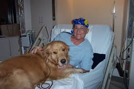 dog behavior rehabilitation