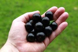 Resultado de imagem para 18 Benefícios da Jabuticaba – Para Que Serve e Propriedades