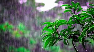 Monsoon India 2025: IMD Reports Monsoon Covers Entire Country on June 29, Ahead of July 8