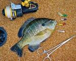 Best Baits: Hottest Lures for Panfish Outdoor Life