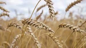 Russia brings back wheat export tax as tighter global supply keeps buyers on watch