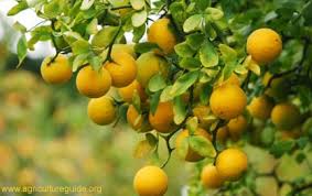 citrus tree ile ilgili görsel sonucu
