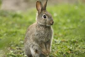 Image result for RABBIT