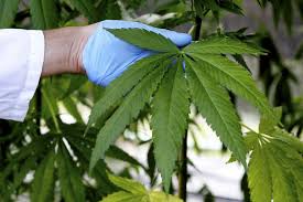 Resultado de imagen de Legalization
