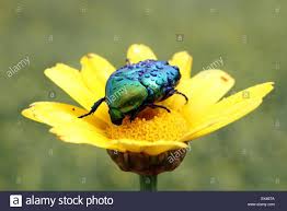 Résultat de recherche d'images pour "metallic green fig beetle"