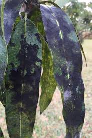 Image result for Sooty mold
