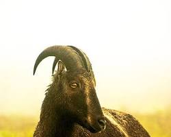 Image of Nilgiri Tahr in the Nilgiri Biosphere Reserve