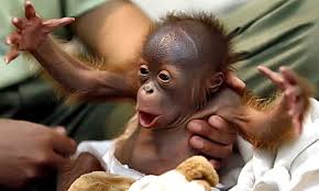 Image result for MONKEYS