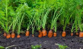 Daily Thanthi - News update