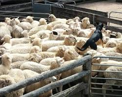 Australian ranch with sheep shearing的圖片