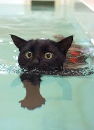 Image result for cats swimming