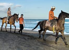 Hasil gambar untuk horse riding bali