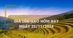 Giá lúa gạo hôm nay 25/11: gạo Việt Nam đắt đỏ nhất thế giới