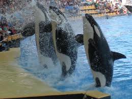 Resultado de imagen de imagenes de loro parque