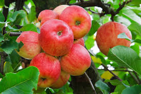 Resultado de imagen para manzana