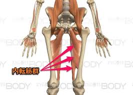 「内転筋」の画像検索結果