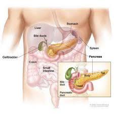 Hasil gambar untuk pankreas