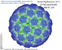 Image result for human papilloma virus