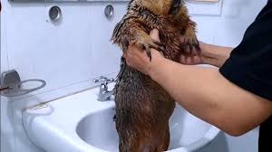 土拨鼠#marmot #foryoupage #pet #petslove #上热门| TikTok