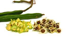 Image result for moringa seed