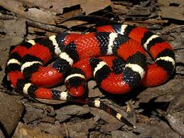 Image result for king snake