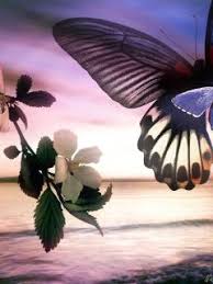 Image result for animated butterflies wallpaper