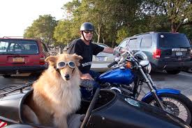 Image result for sidecar