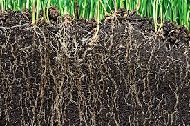 Image result for regenerative agriculture