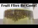 10 Tips for Getting Rid of Fruit Flies