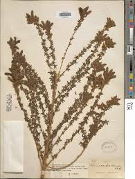 Image result for Adenocarpus mannii