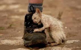 Resultado de imagen para imagenes de animales abandonados