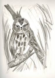 Résultat de recherche d'images pour "owl ink drawing"