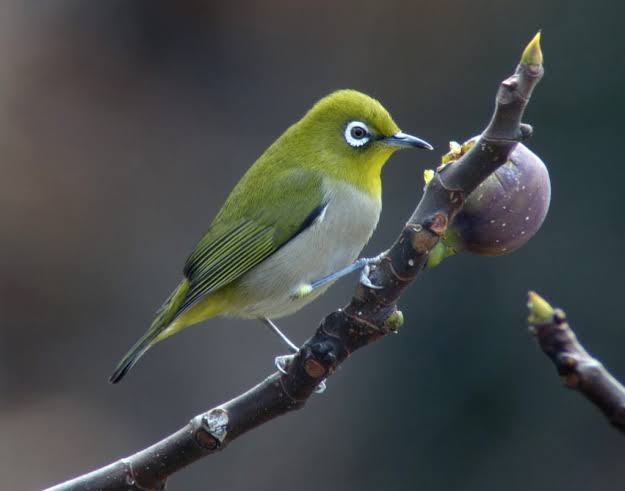 Birds Korea Blog