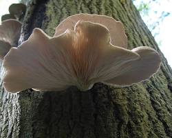 Hình ảnh về Nấm sò (Pleurotus ostreatus)