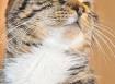 Insuffisance respiratoire chez le chat - Sant-Chat