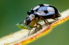 Unrelenting Arms Race: How Insects Have Developed Resistance to Pesticides Time and Again - 9