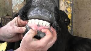 Image result for cow teeth