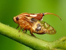 Image result for spittle bug